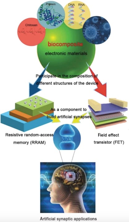 研究人员的目标是用生物复合电子材料制造记忆装置。