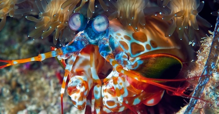 螳螂虾能够看到可见光、紫外线和偏振光。